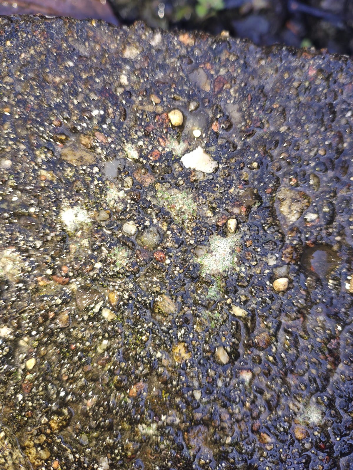 Hvad er flisepest? Sådan fjerner du det nemt og effektivt